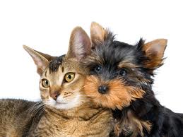 dog%20and%20cat